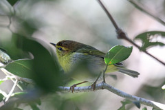 Phylloscopus ruficapilla