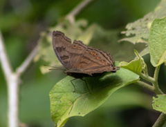 Junonia intermedia