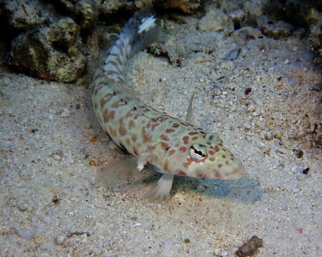 Thousand-spot Grubfish from Desa, Lamanggau, Tomia, Kabupaten Wakatobi ...
