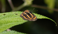 Pantoporia antara