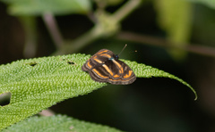 Pantoporia antara