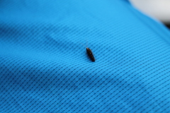 Polycentropodidae