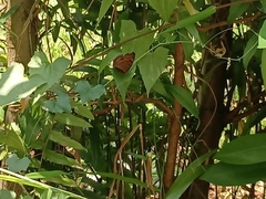 Junonia hedonia