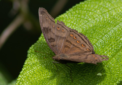 Junonia intermedia