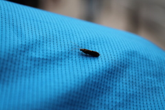 Polycentropodidae
