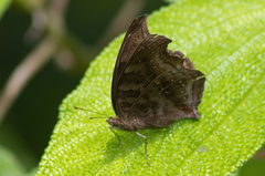 Junonia intermedia