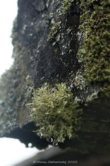 Evernia prunastri