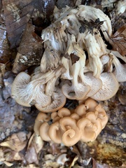 Lentinellus cochleatus