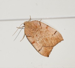 Sestra humeraria