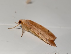 Sestra humeraria