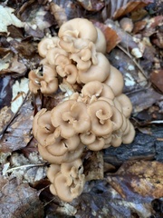 Lentinellus cochleatus