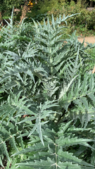 Cynara cardunculus
