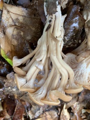 Lentinellus cochleatus