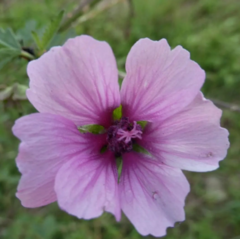 Althaea cannabina