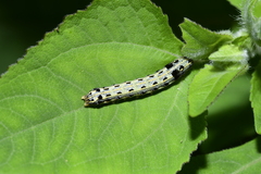Spodoptera litura