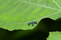 Mileewa margheritae