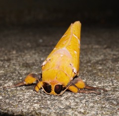 Aenetus virescens