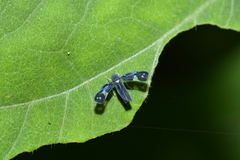 Mileewa margheritae