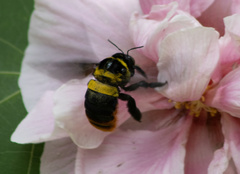 Xylocopa nobilis volatilis