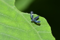Mileewa margheritae