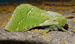 Aenetus virescens