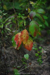 Aronia mitschurinii