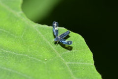 Mileewa margheritae