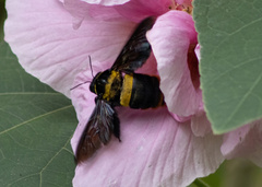 Xylocopa nobilis volatilis