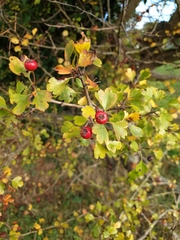 Crataegus
