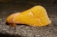 Aenetus virescens