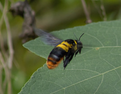 Xylocopa nobilis volatilis