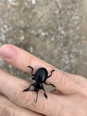 Timarcha tenebricosa