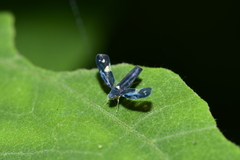 Mileewa margheritae