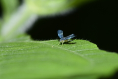 Mileewa margheritae