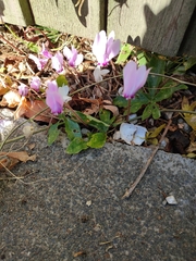 Cyclamen hederifolium