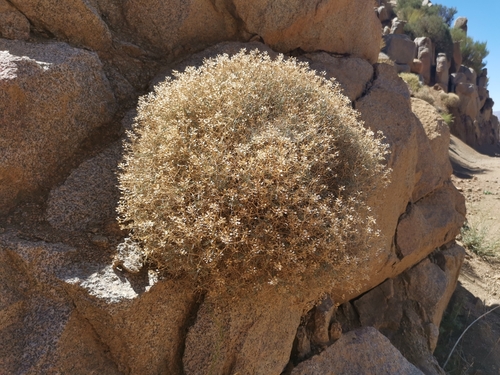 Hormathophylla spinosa