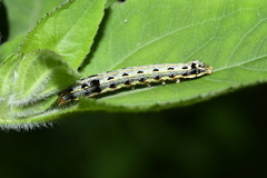 Spodoptera litura