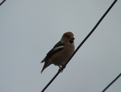 Coccothraustes coccothraustes