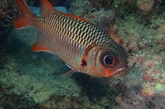 Myripristis violacea