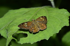 Pseudocoladenia dan