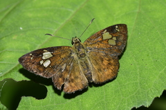 Pseudocoladenia dan