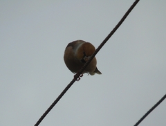 Coccothraustes coccothraustes