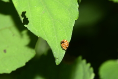 Coccinellinae