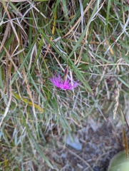 Dianthus pygmaeus