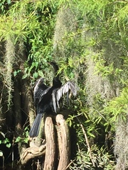 Anhinga anhinga image