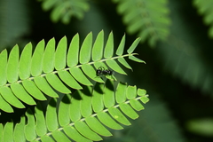 Myrmhopla