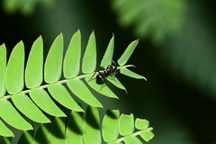 Myrmhopla
