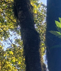 Dendrobium schoeninum