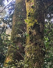 Plectorrhiza tridentata