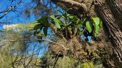 Dendrobium speciosum